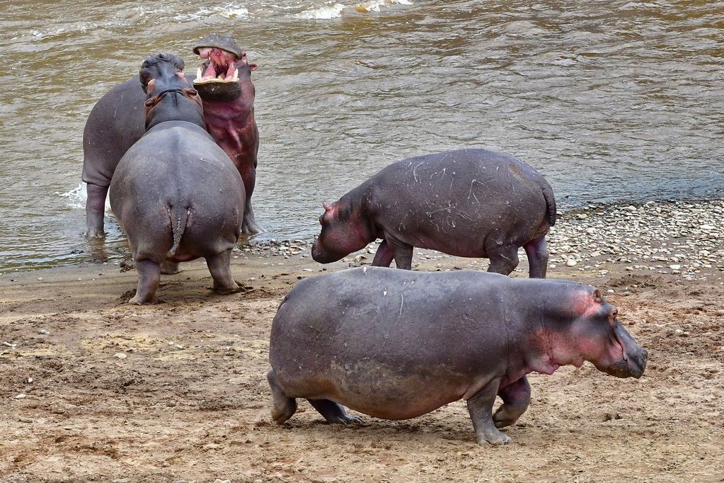 Masai Mara Nat. Reserve